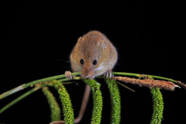 Eurasian harvest mouse (Micromys minutus), adult, on plant stalks, ears of corn, foraging, at night, Scotland, Great Britain