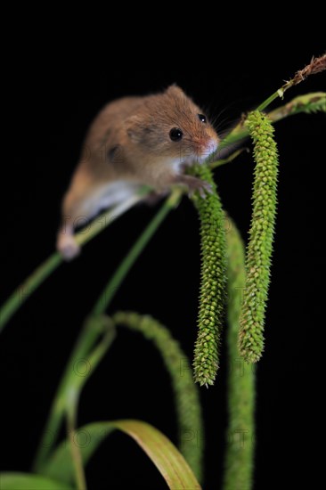 Eurasian harvest mouse (Micromys minutus), adult, on plant stalks, ears of corn, foraging, at night, Scotland, Great Britain