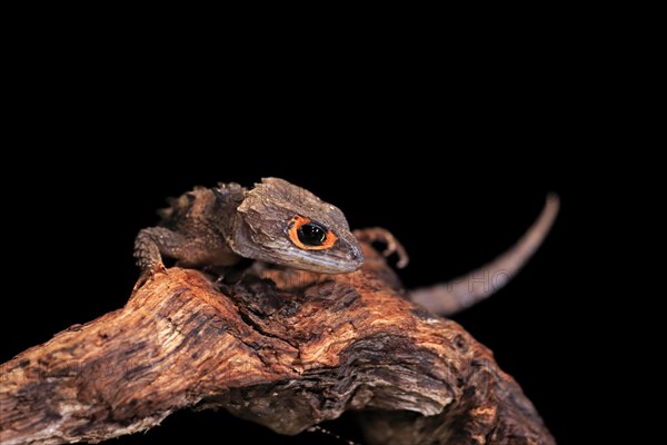 Red-eyed crocodile skink (Tribolonotus gracilis), adult, portrait, on tree, captive, New Guinea