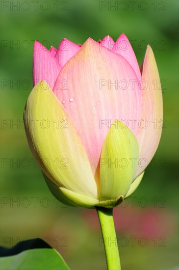 A pink-yellow lotus (Nelumbo), with water droplets on the petals in the greenery, Stuttgart, Baden-Wuerttemberg, Germany, Europe