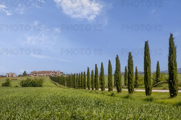 Country estate with cypress avenue, near Asciano, Crete Senesi, Tuscany, Italy, Europe