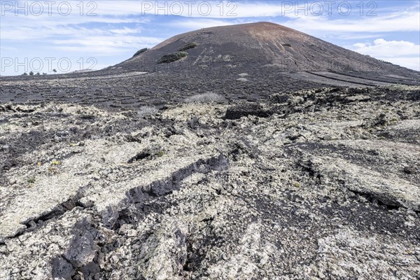 Lava landscape overgrown with lichens and succulents, in the background vineyards protected by dry stone walls, Lanzarote, Canary Islands, Spain, Europe