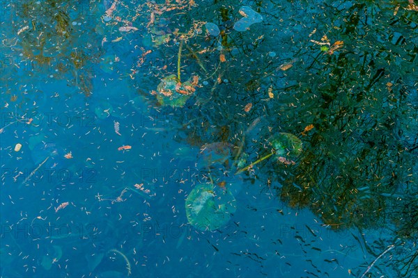 Clear water revealing submerged plants and floating debris with surface reflections, in South Korea