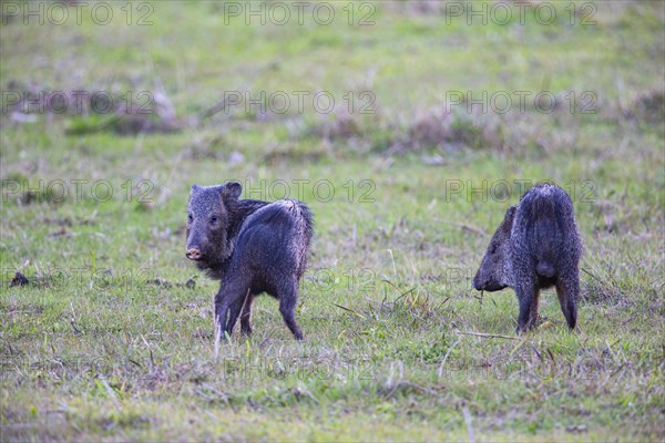 Collared peccary (Tayassu tajacu) Pantanal Brazil