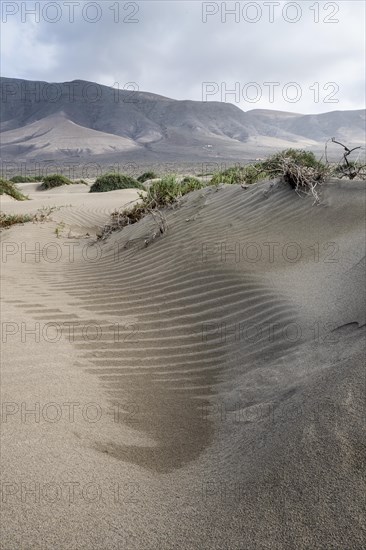 Dune landscape, Playa de Famara, Lanzarote, Canary Islands, Spain, Europe