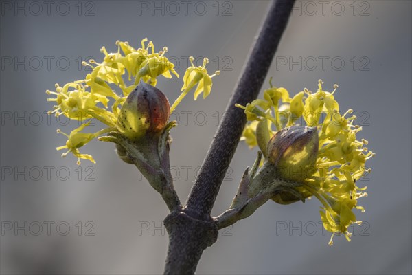 Cornelian cherry (Cornus mas), Speyer, Rhineland-Palatinate, Germany, Europe