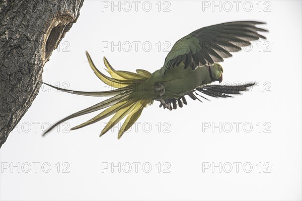 Rose-ringed parakeet (Psittacula krameri), flying, Speyer, Rhineland-Palatinate, Germany, Europe