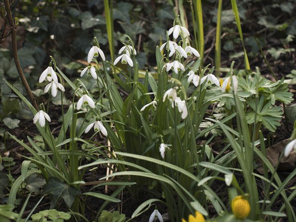 Snowdrop (Galanthus), white, spring, garden, Lueneburg, Lower Saxony, Germany, Europe