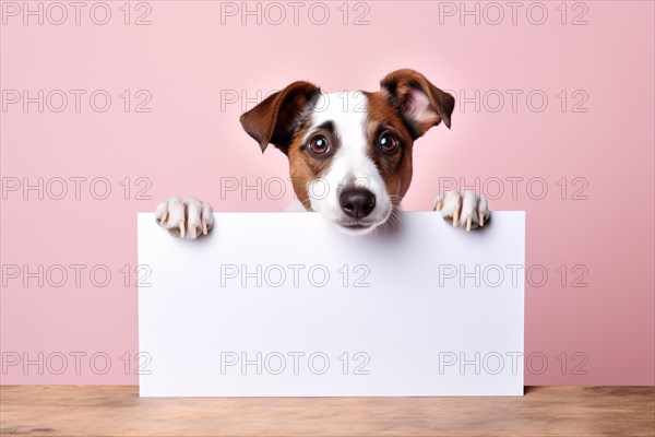 Terrier dog holding white empty paper sign in front of pastel pink studio background. KI generiert, generiert AI generated