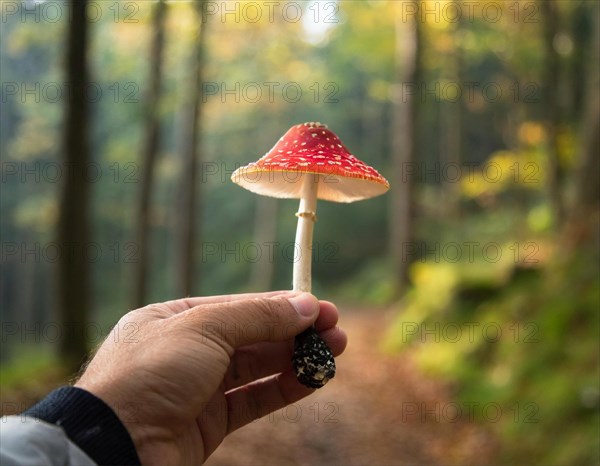 A hand holding a red toadstool in an autumn forest with a blurred background, AI generated, AI generated