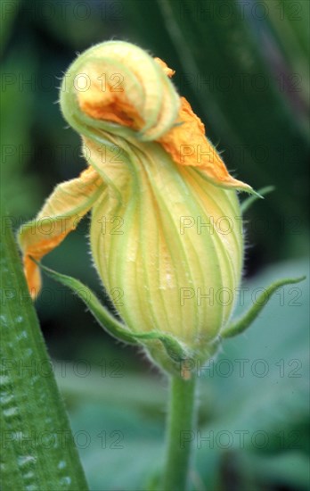 Close-up of a courgette flower in shades of green with yellow accents, surrounded by leaves Cucurbita pepo var. giromontiina Summer squash