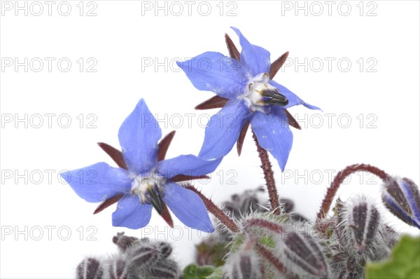 Borage on a white background