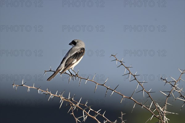 Lesser grey shrike (Lanius minor), Madikwe Game Reserve, North West Province, South Africa, RSA, Africa