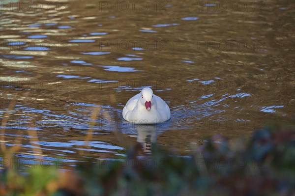 White female mandarin duck, March, Germany, Europe