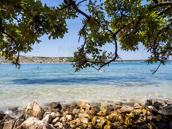 Bathing bay, branches provide shade, island of Rab, Kvarner Gulf Bay, Croatia, Europe