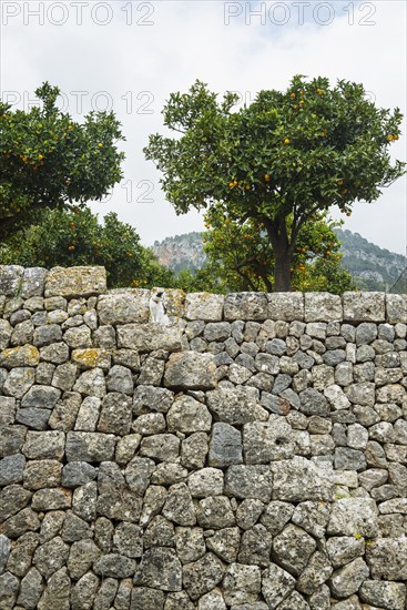 Citrus plantation and old stone wall, Fornalutx, Serra de Tramuntana, Majorca, Balearic Islands, Spain, Europe