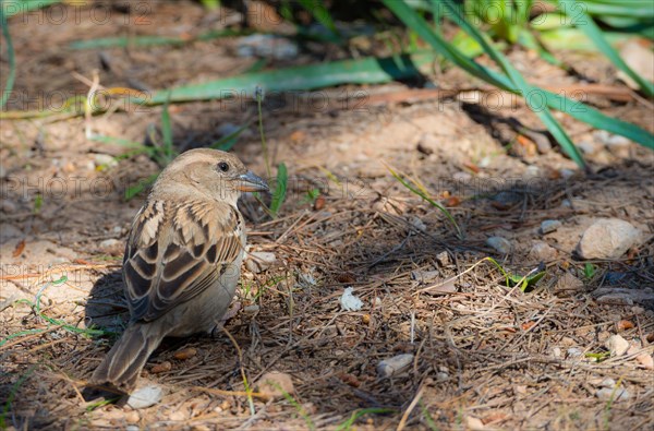 House sparrow (Passer domesticus) or sparrow or house sparrow, female with brown-grey feathers, sitting on the ground and looking around, view from behind, back, looking into the camera, sunny day, Cala Portals bay, Majorca, Balearic Islands, Spain, Europe