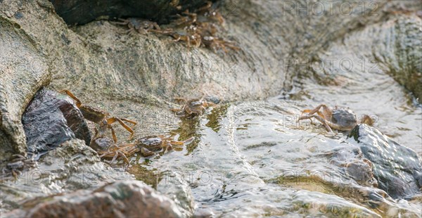 Many chinese mitten crab (Eriocheir sinensis), invasive species, neozoon, crabs, juveniles move next to and in the shiny water of the Elbe and on stones, hide in the cracks of the rocks and the concrete bank reinforcement, migration upstream, flowing, moving water washes around stones and animals, river, water body, barrage of the Elbe in Geesthacht, motion blur, wiping effect, long exposure, soft focus, Lower Saxony, Schleswig-Holstein, Germany, Europe