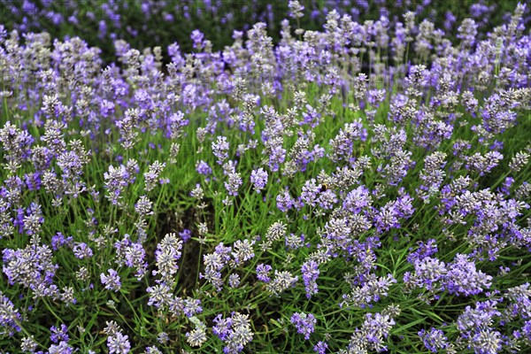 Lavender (Lavandula), lavender field on a farm, close-up, Cotswolds Lavender, Snowshill, Broadway, Gloucestershire, England, Great Britain