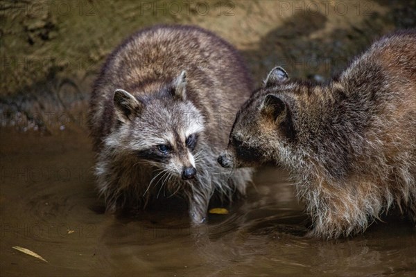 Raccoon in natural environment, close-up, portrait of the animal on Guadeloupe au Parc des Mamelles, in the Caribbean. French Antilles, France, Europe