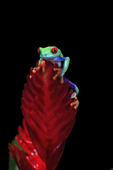 Red-eyed tree frog (Agalychnis callidryas), adult, on bromeliad, captive, Central America