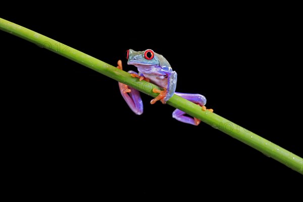 Red-eyed tree frog (Agalychnis callidryas), adult, on green stem, Aeonium, captive, Central America