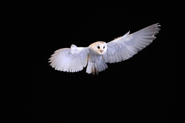 Barn owl, (Tyto alba), adult, flying, landing, on rocks, at night, Lowick, Northumberland, England, Great Britain