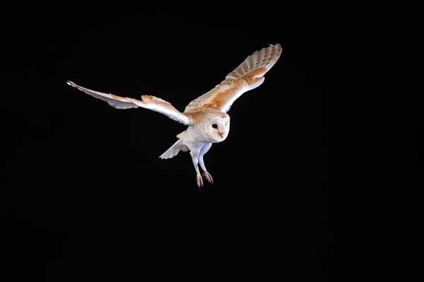 Barn Owl, (Tyto alba), adult, flying, at night, Lowick, Northumberland, England, Great Britain