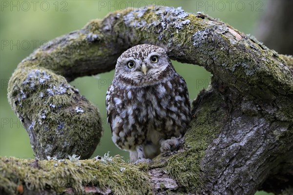 Little owl (Athene noctua), (Tyto alba), adult, on tree trunk, alert, Lowick, Northumberland, England, Great Britain