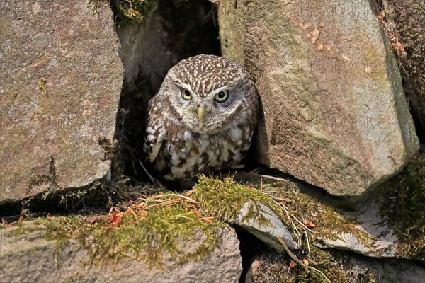 Little owl (Athene noctua), (Tyto alba), adult, at breeding den, alert, portrait, Lowick, Northumberland, England, Great Britain