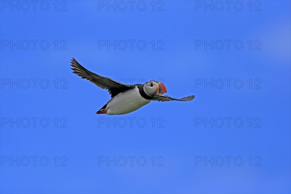 Puffin (Fratercula arctica), adult, flying, Farne Islands, England, Great Britain