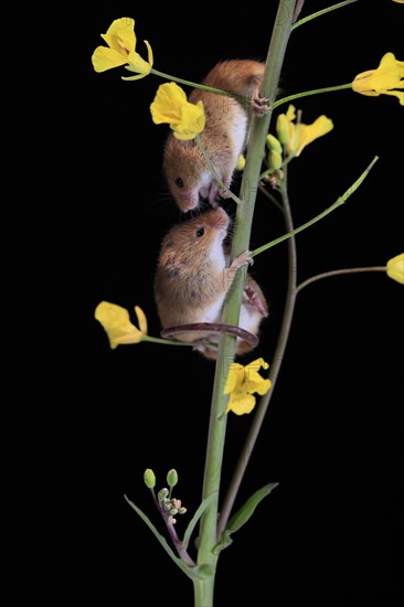 Eurasian harvest mouse (Micromys minutus), adult, two, pair, on plant stem, flowering, foraging, at night, Scotland, Great Britain