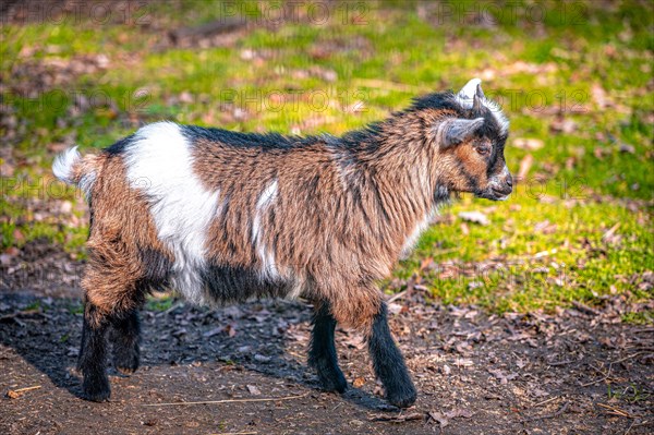 Small goat (Capra) with different coat colours in its enclosure, Leuna, Saxony-Anhalt, Germany, Europe