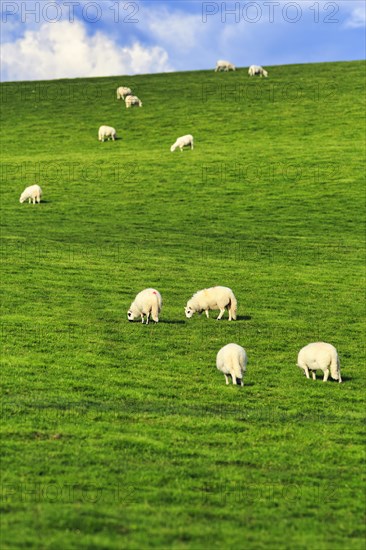 Domestic sheep (Ovis gmelini aries), grazing in a meadow, herd on a slope, Wales, Great Britain