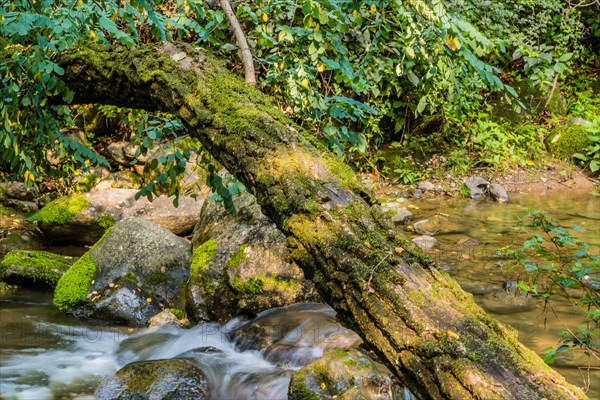 Fallen tree over a cascading waterfall in a small mountain stream in Guam