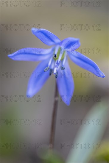 Siberian blue butterfly (Scilla siberica), flower, Speyer, Rhineland-Palatinate, Germany, Europe