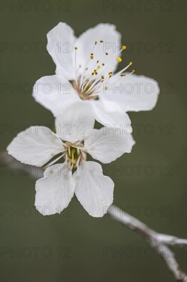 Myrobolane (Prunus cerasifera), blossom, Speyer, Rhineland-Palatinate, Germany, Europe