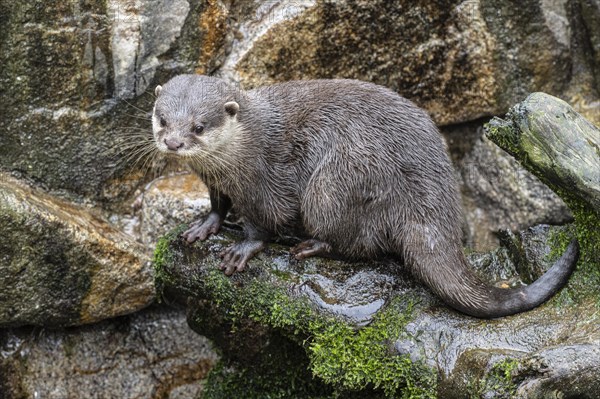 Dwarf otter, Asian oriental small-clawed otter (Aonyx cinerea), Heidelberg Zoo, Baden-Wuerttemberg, Germany, Europe