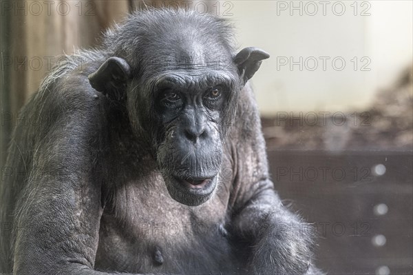 Old chimpanzee (Pan troglodytes), portrait, Heidelberg Zoo, Baden-Wuerttemberg, Germany, Europe