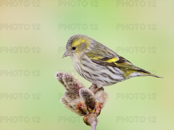 Eurasian siskin (Carduelis spinus) female sitting on a branch of a aspen (Populus tremula), Wildlife, songbirds, animals, birds, Siegerland, North Rhine-Westphalia, Germany, Europe