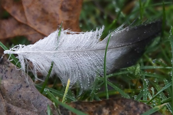 Bird feather with morning dew, Germany, Europe