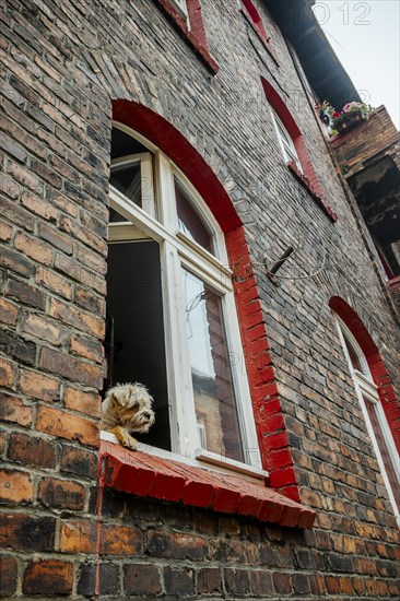 Cute hairy dog sticking out of the window in brick tenant house in Nikiszowiec, Katowice, southern Poland