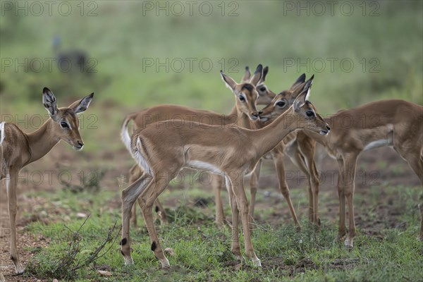 Black Heeler Antelope or Impala (Aepyceros melampus) herd with young, nursery, Madikwe Game Reserve, North West Province, South Africa, RSA, Africa