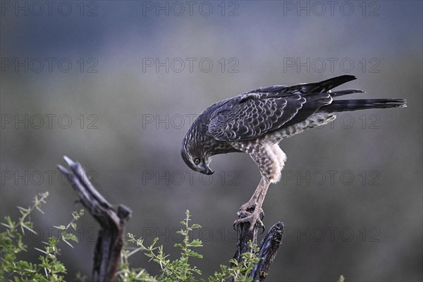 Silver Singing Goshawk, also known as pale chanting goshawk (Melierax canorus) juvenile, Madikwe Game Reserve, North West Province, South Africa, RSA, Africa