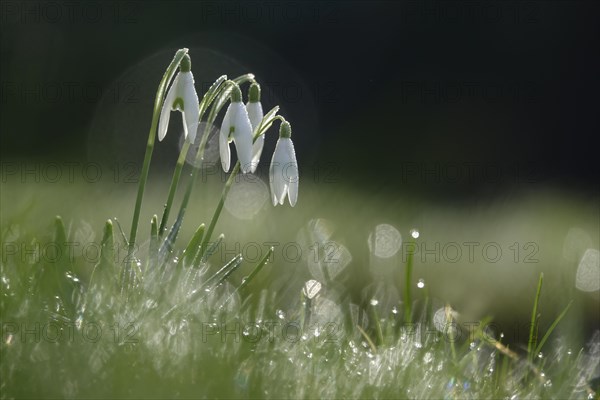 Snowdrops in the morning dew, February, Germany, Europe