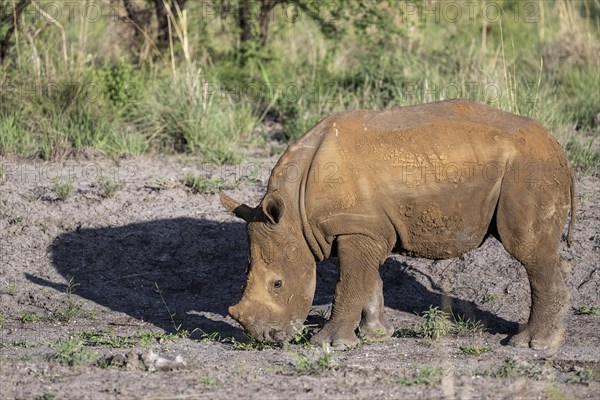 White rhinoceros (Ceratotherium simum) juvenile approx. 1 year old, Madikwe Game Reserve, North West Province, South Africa, RSA, Africa