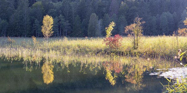 Autumn at Schwansee, near Hohenschwangau, Romantic Road, Ostallgaeu, Bavaria, Germany, Europe