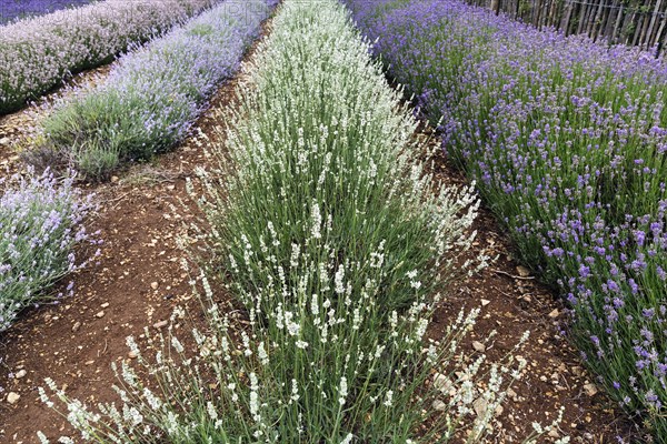 Lavender (Lavandula), blue and white, lavender field on a farm, Cotswolds Lavender, Snowshill, Broadway, Gloucestershire, England, Great Britain