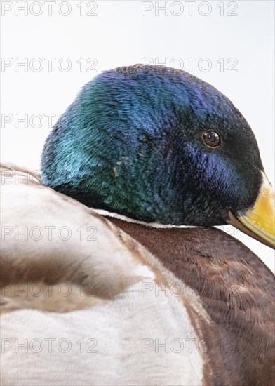 Mallard (Anas platyrhynchos) male, side close-up, section, Rombergpark, Dortmund, Germany, Europe