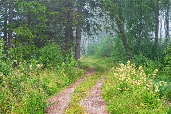 Hiking trail in a beautiful lush green forest with fog in the summer